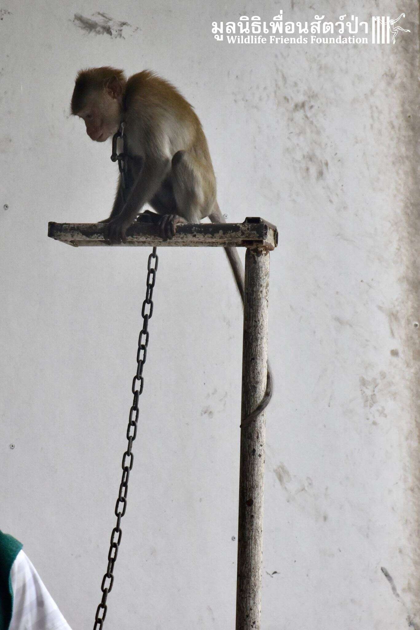 Macaque chained up in Bangkok