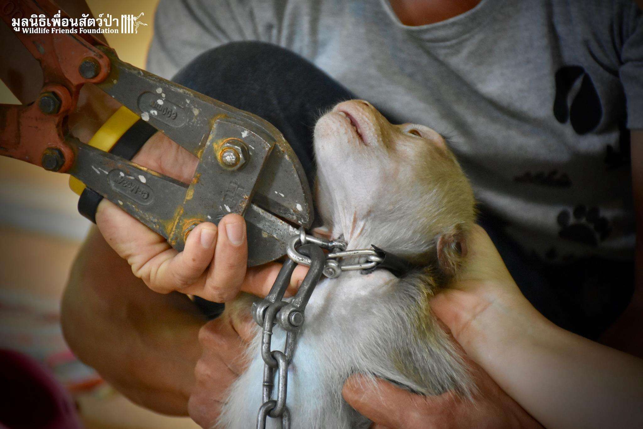 Chained macaque