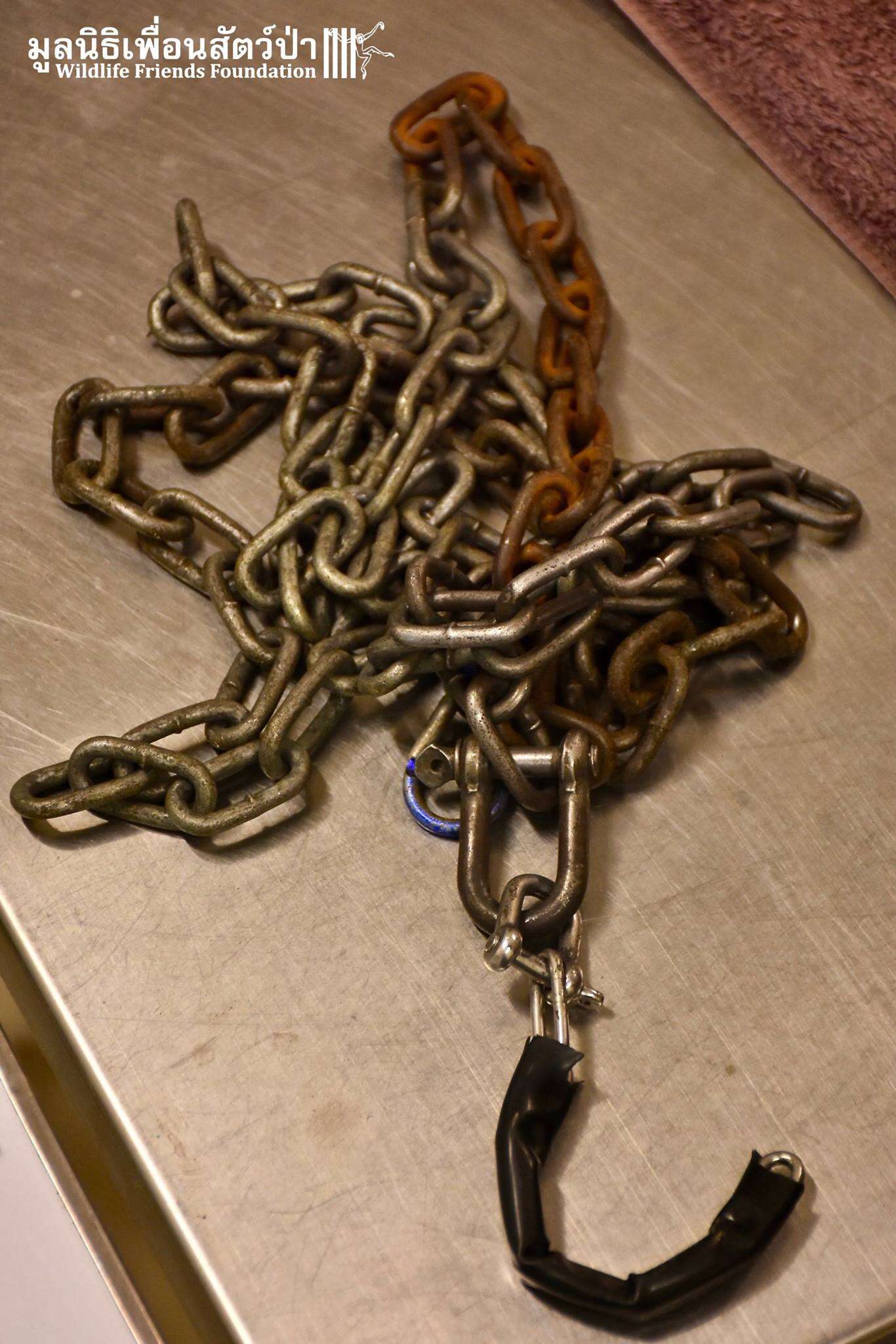 chain cut from captive macaque's neck