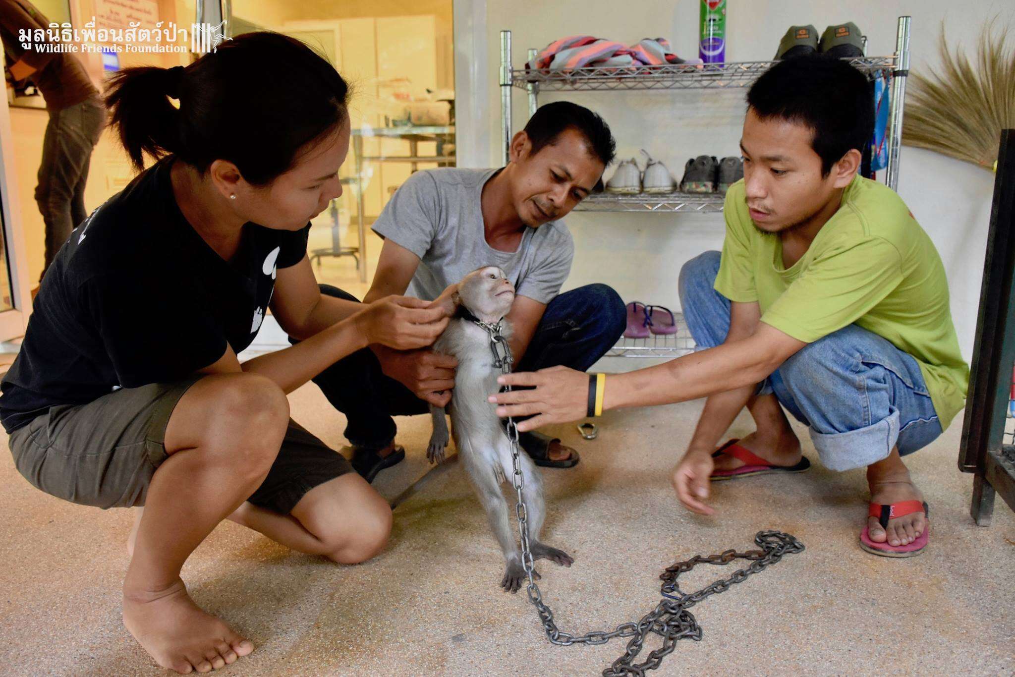 Chained macaque