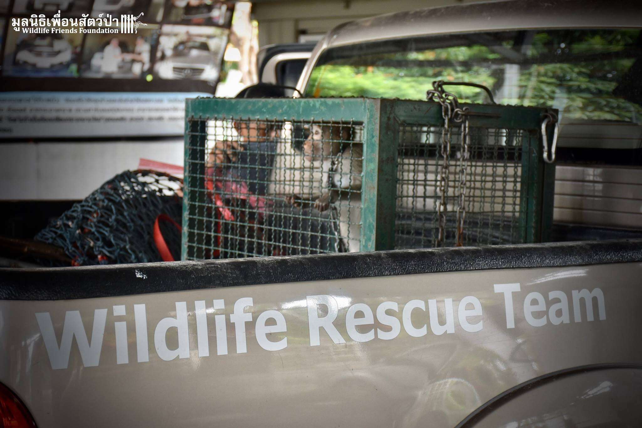 macaque going to rescue center