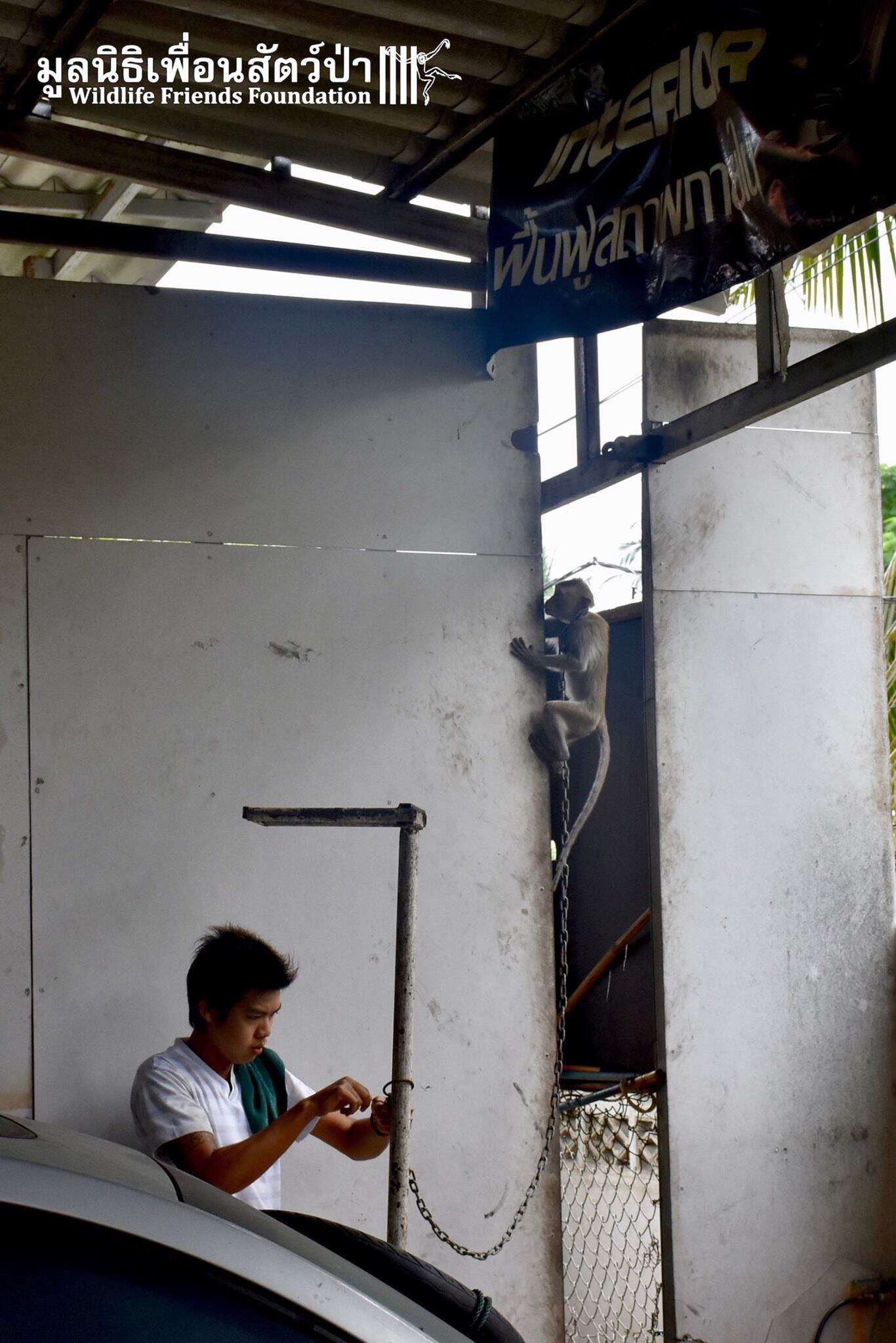 Chained macaque