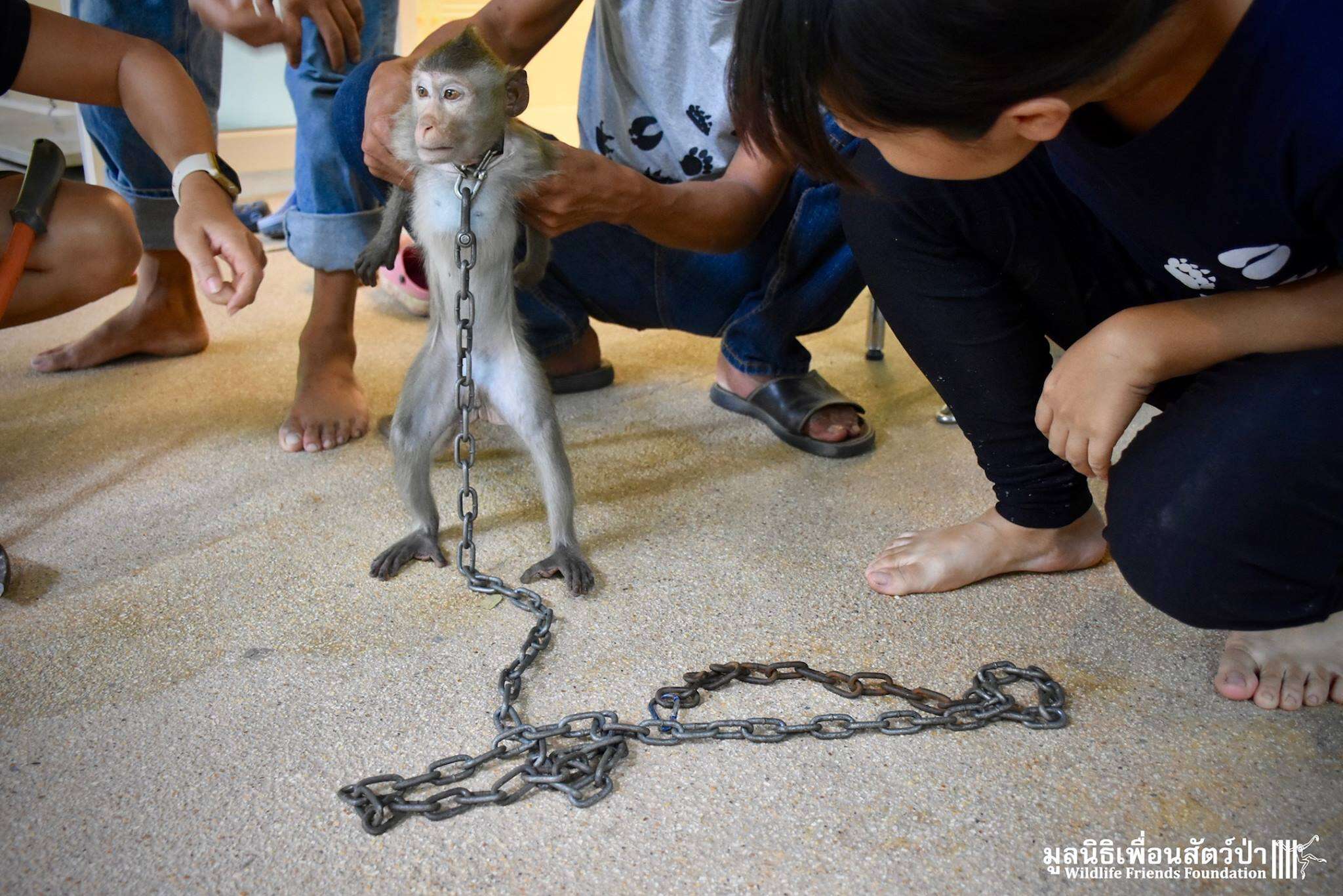 Chained macaque