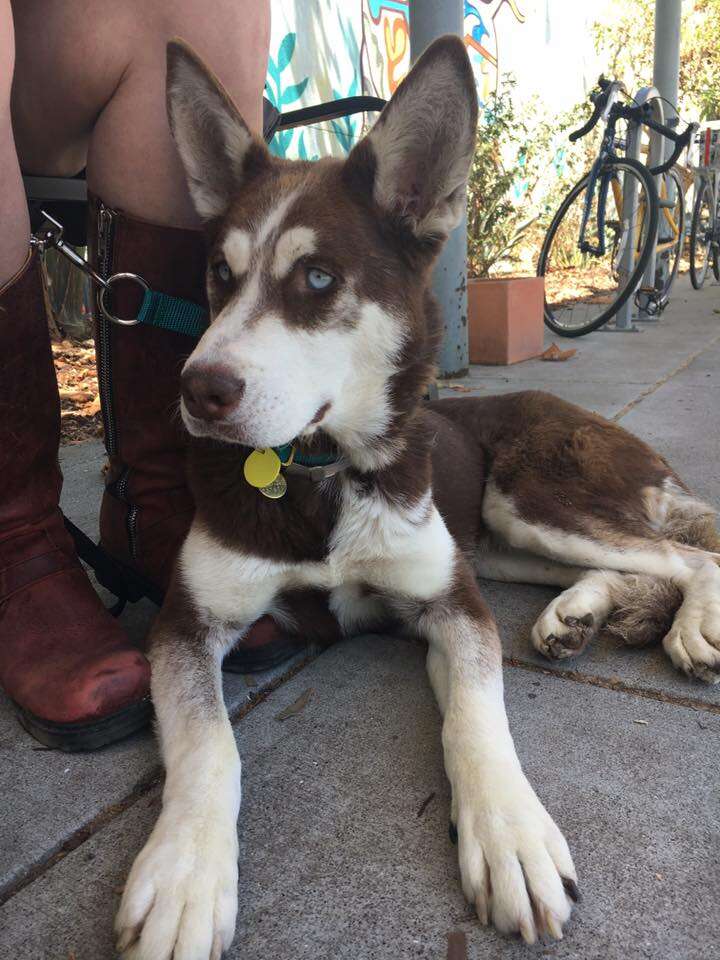 Husky sitting with person at table