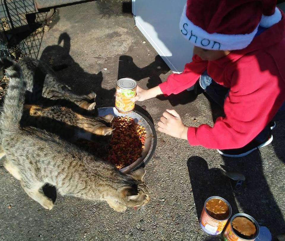 Little boy feeding street cats