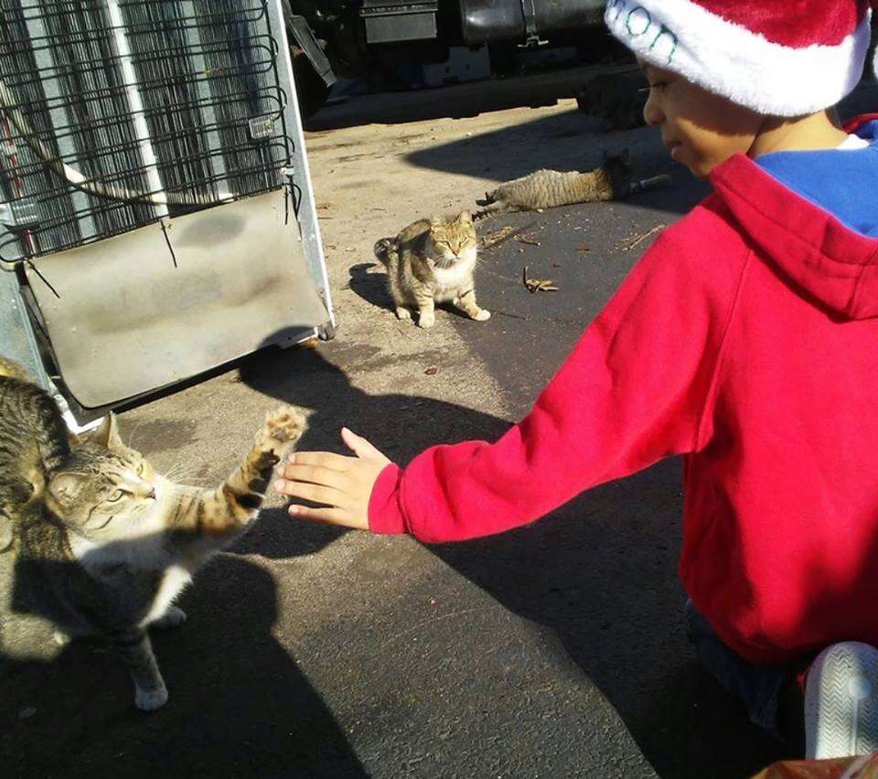 Little boy giving a street cat a high five
