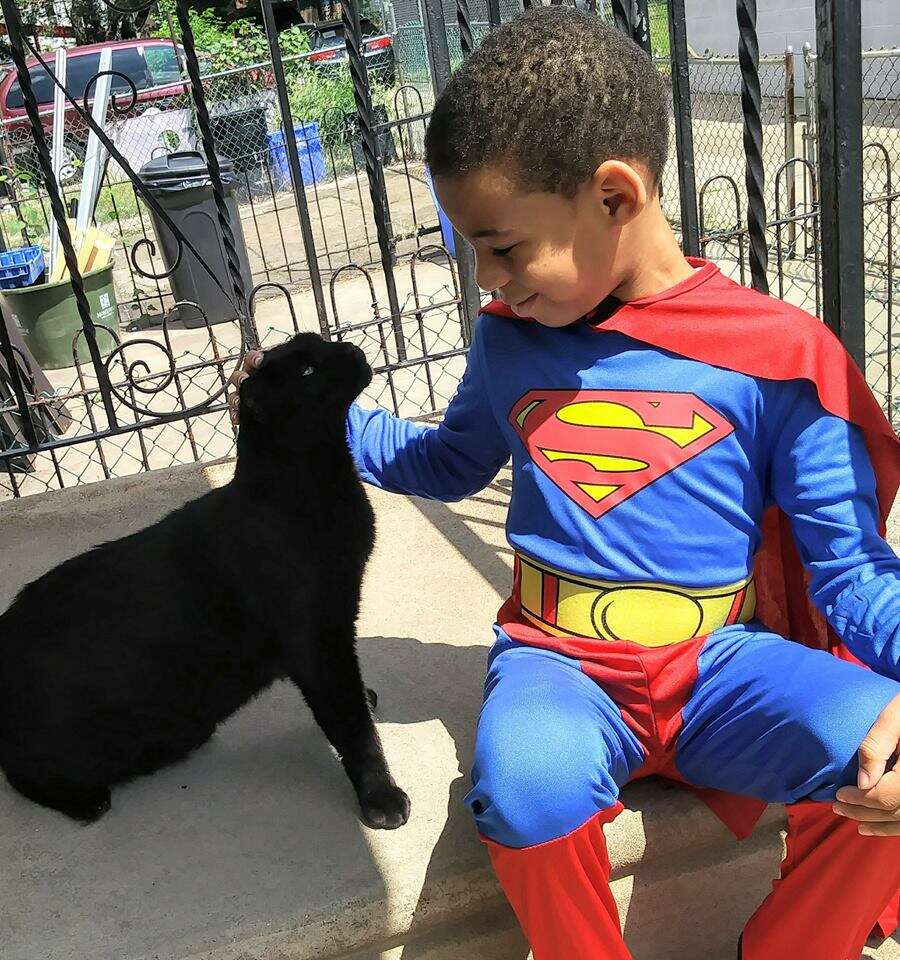 Little boy petting street cat