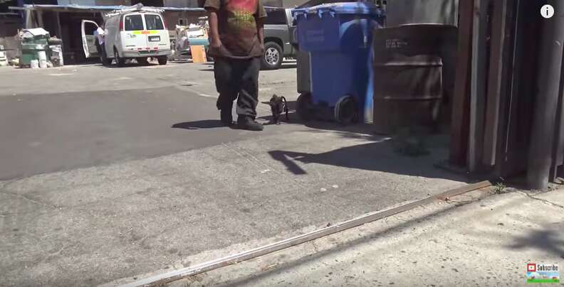 3 dogs rescued