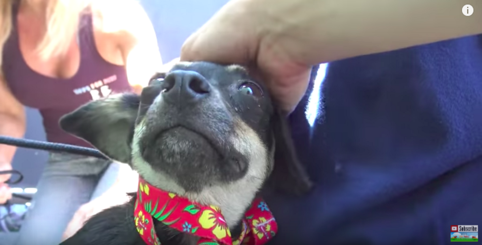 Rescuers Plan On Saving One Dog And End Up With 3 - The Dodo