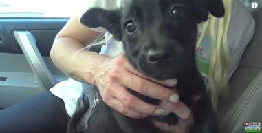 3 dogs rescued