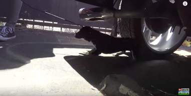 3 dogs rescued