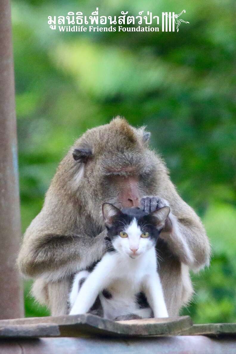Rescued macaque and stray cat