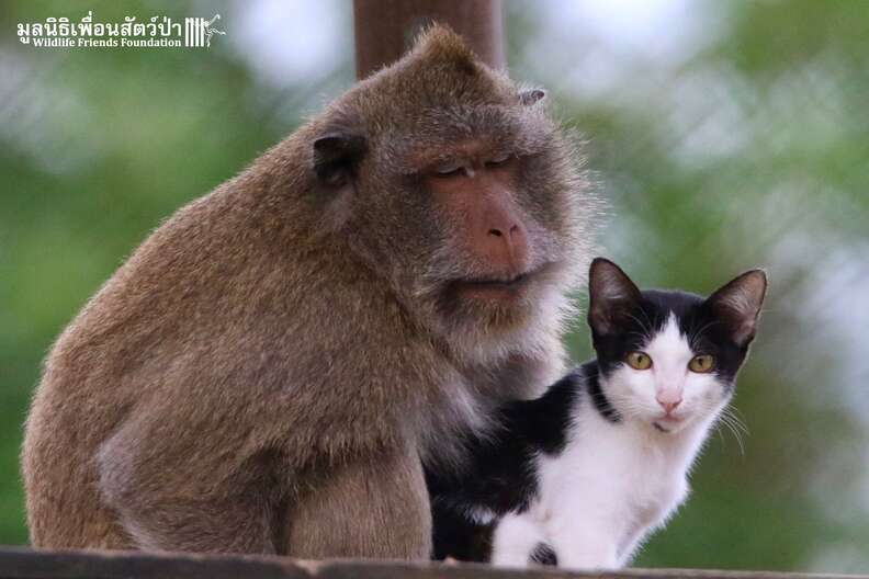 Rescued macaque and stray cat