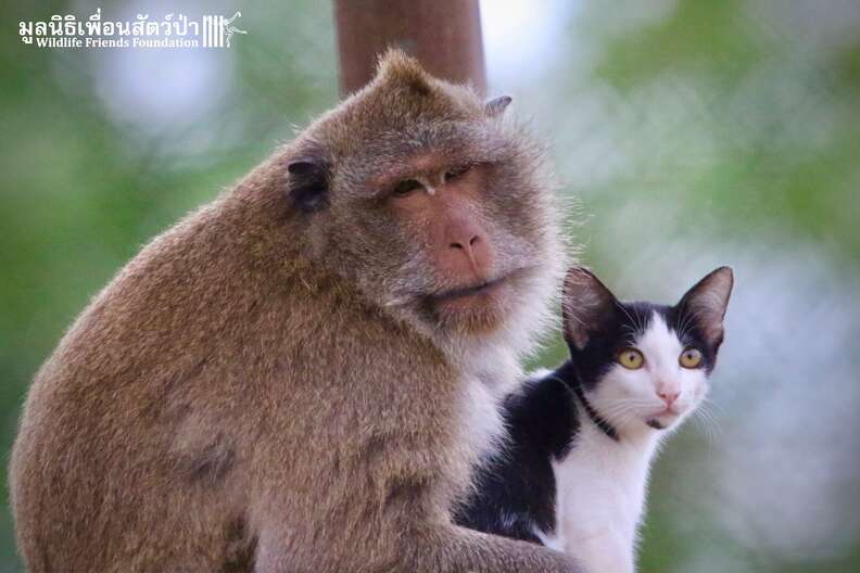 Rescued macaque and stray cat