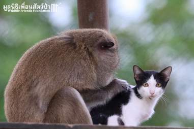 Rescued macaque and stray cat