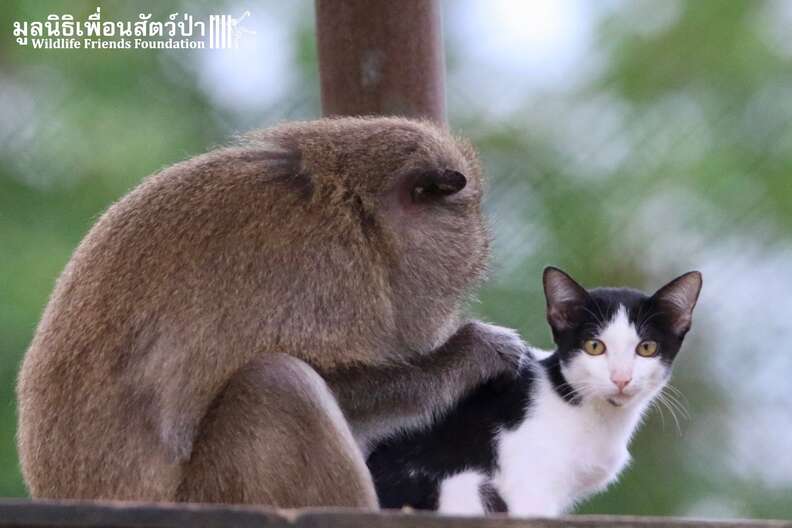 Rescued macaque and stray cat