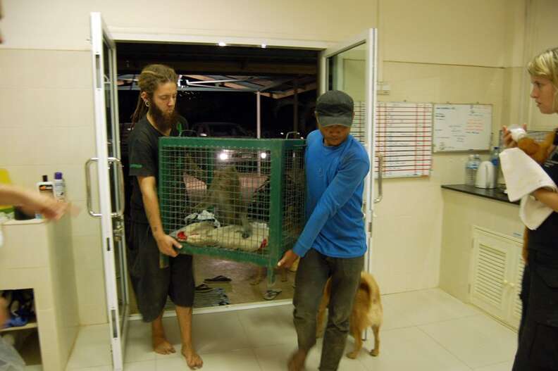 Macaque rescued from restaurant