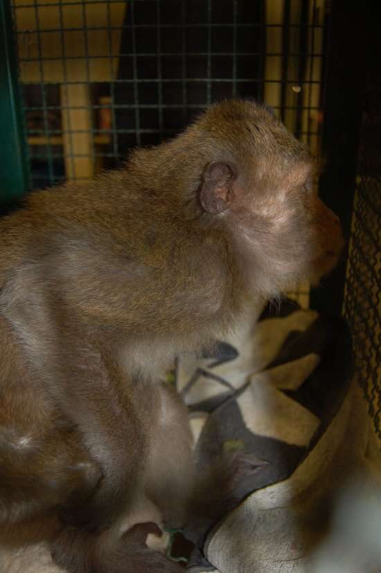 Macaque who was saved from restaurant