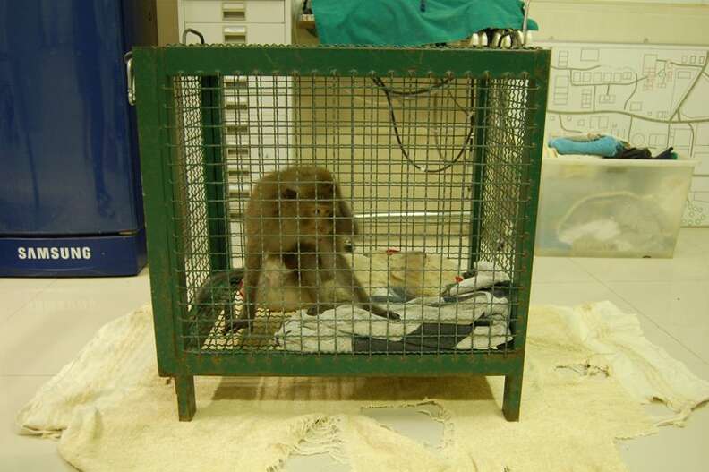 Rescued macaque