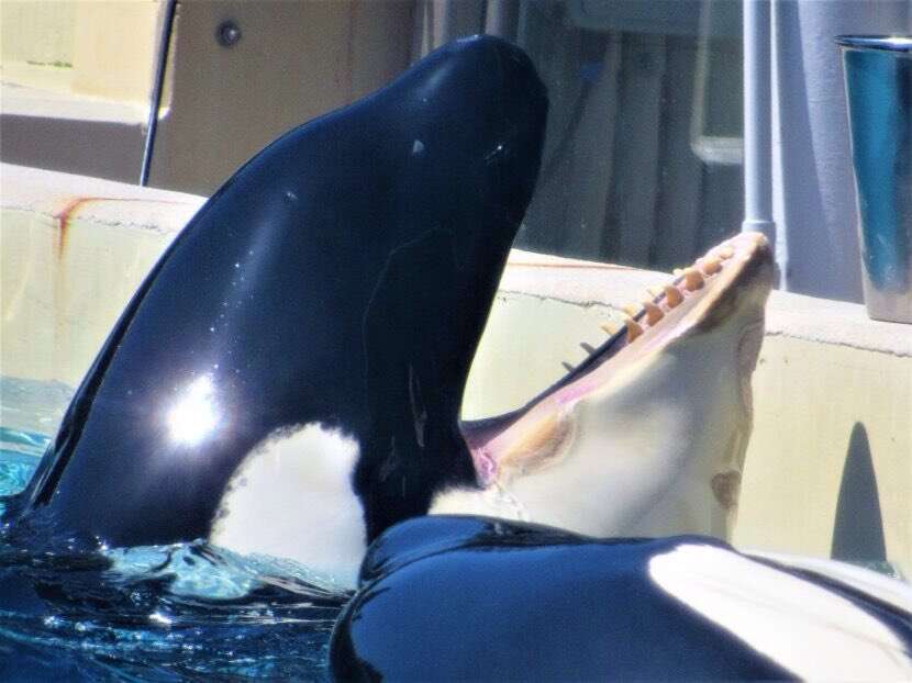 seaworld kasataka orca chin lesions