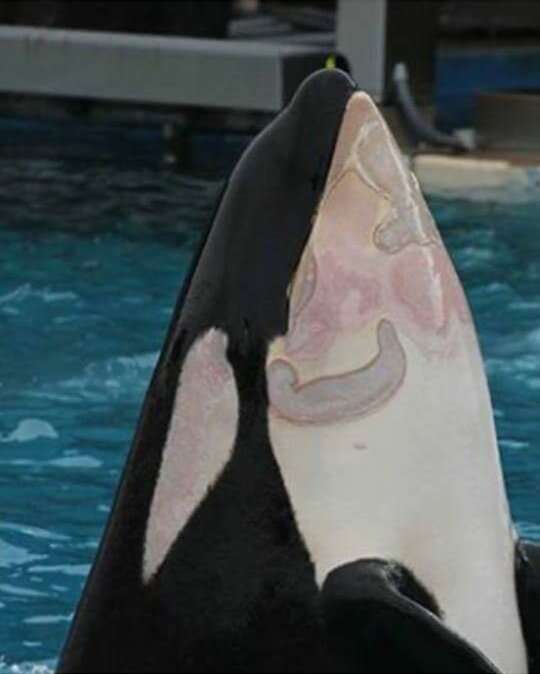 seaworld kasataka orca chin lesions