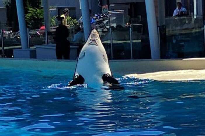 seaworld kasataka orca chin lesions