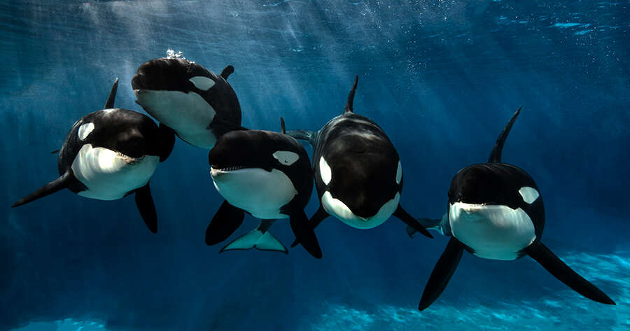 seaworld kasatka orca family