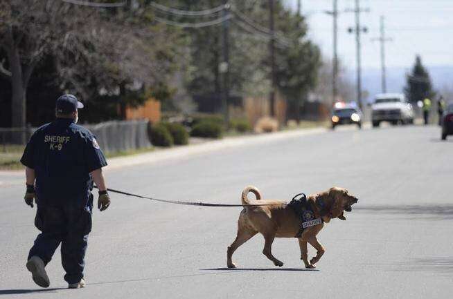 k9 dog and partner
