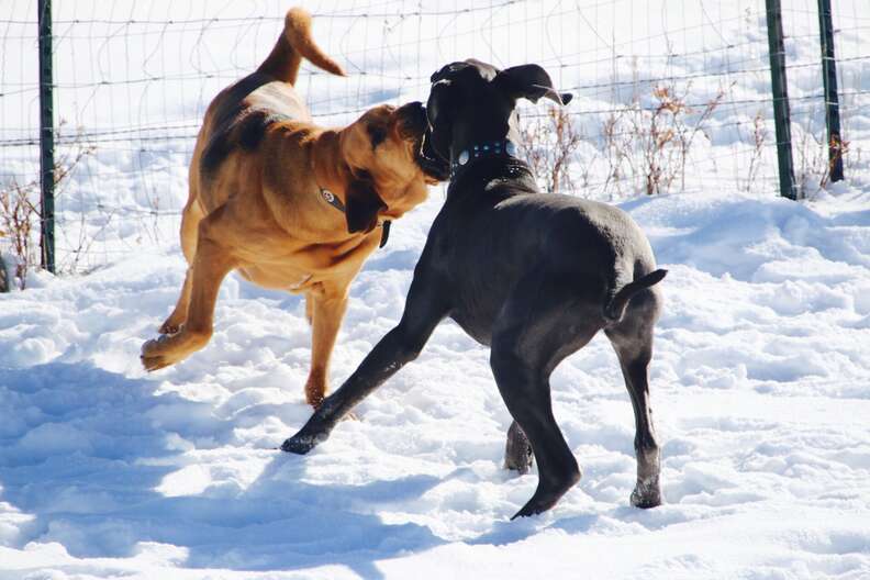 bloodhound playing