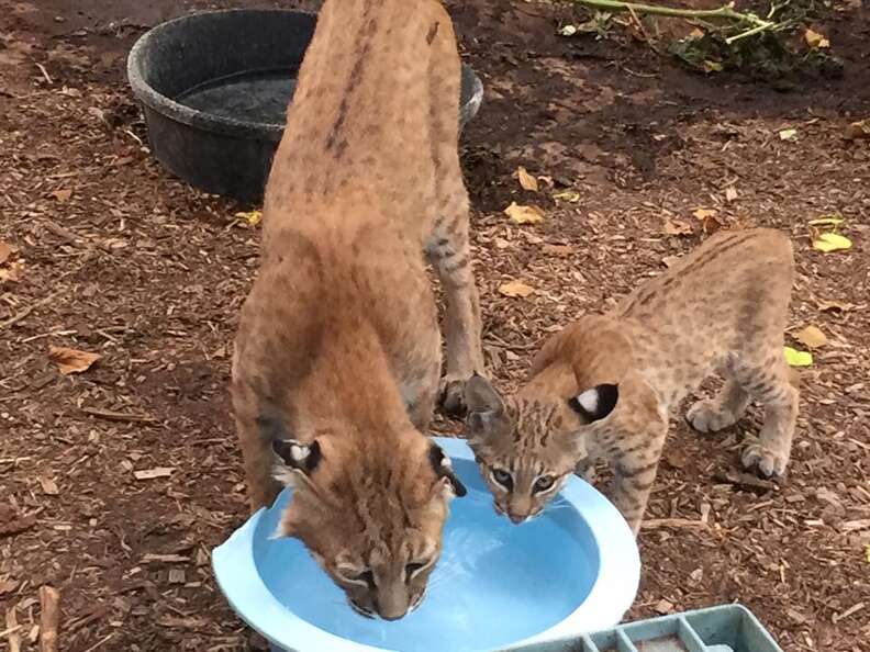 Rescued bobcat drinking water with his foster kitten