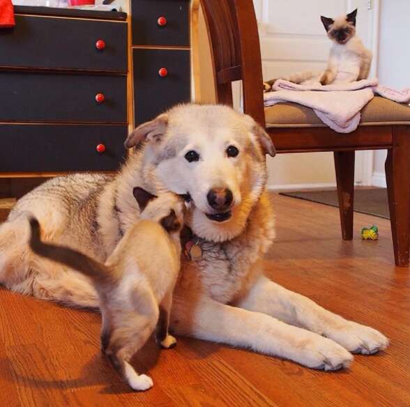 dog fosters kittens