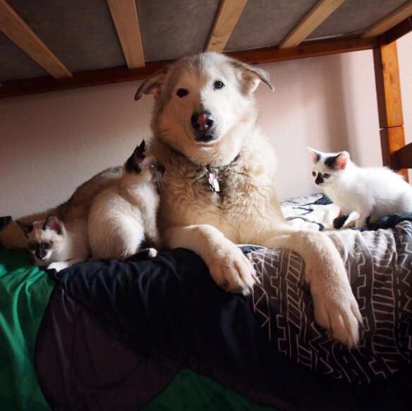 dog fosters kittens