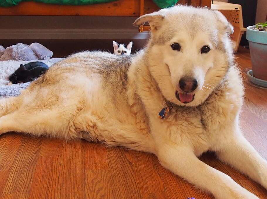 dog fosters kittens