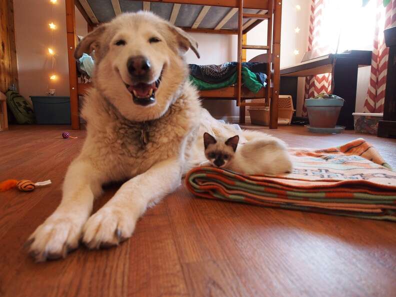 dog fosters kittens