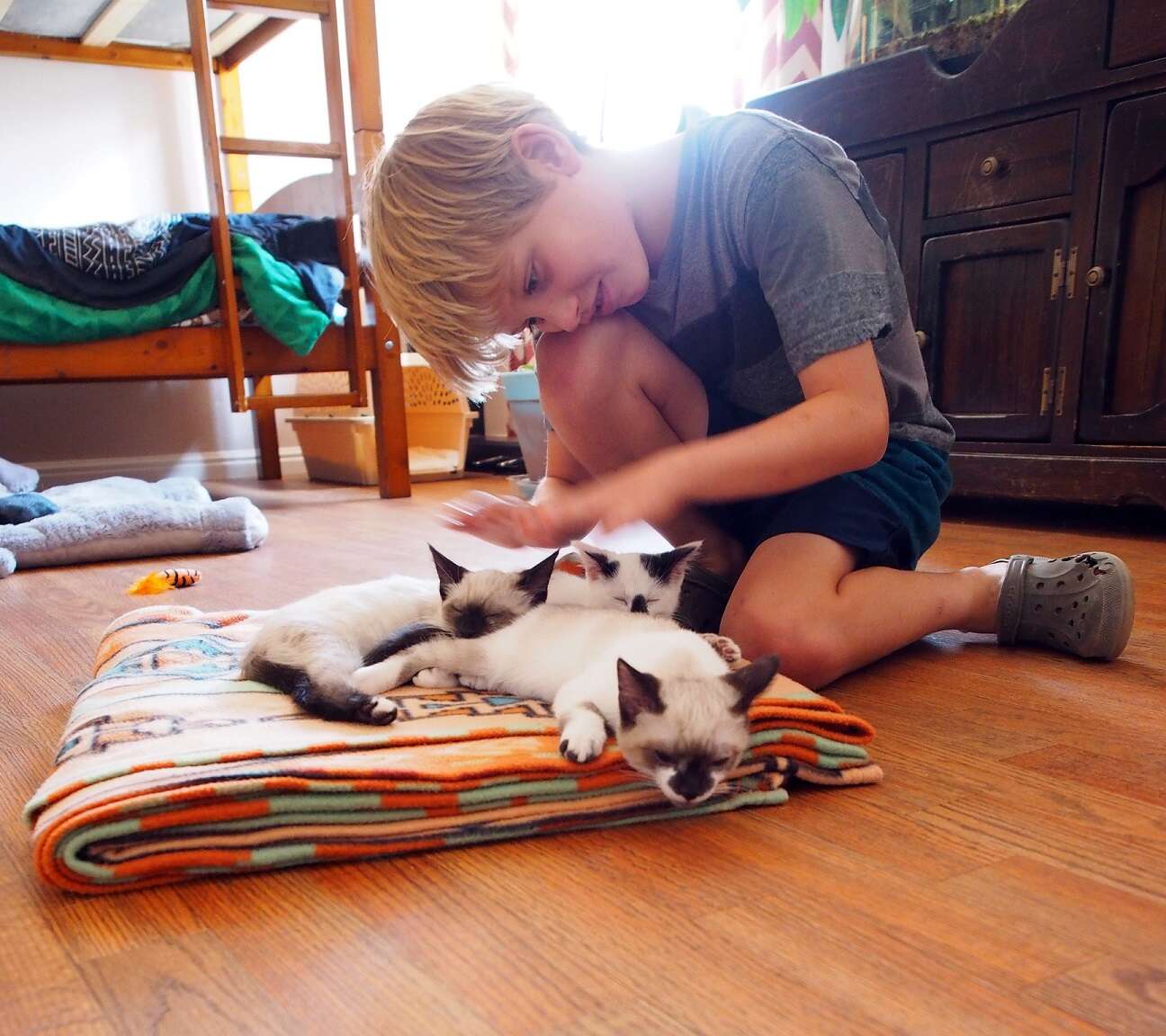 dog fosters kittens