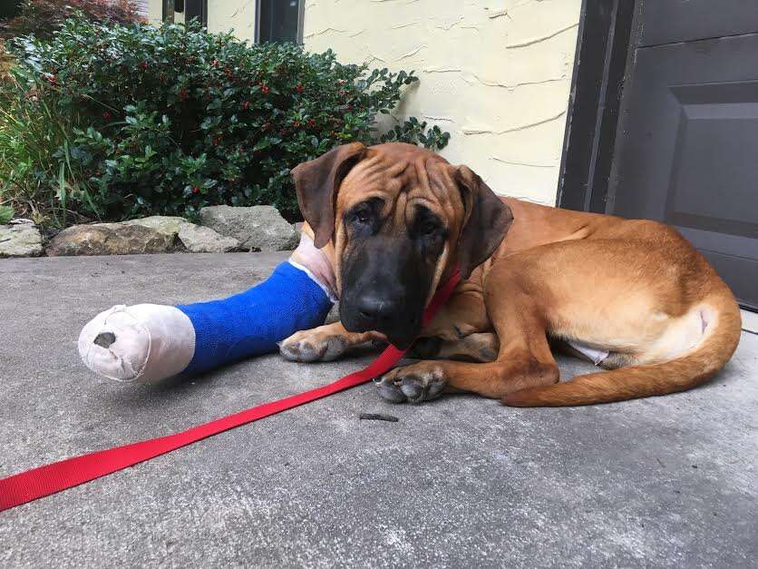 Dog with cast on leg