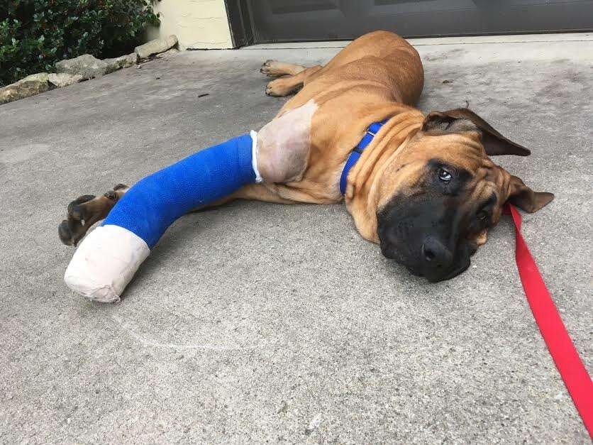 Dog with cast resting