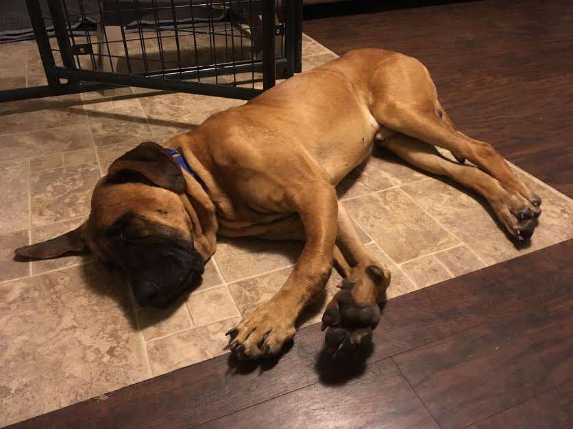 Rescue dog lying on floor of home