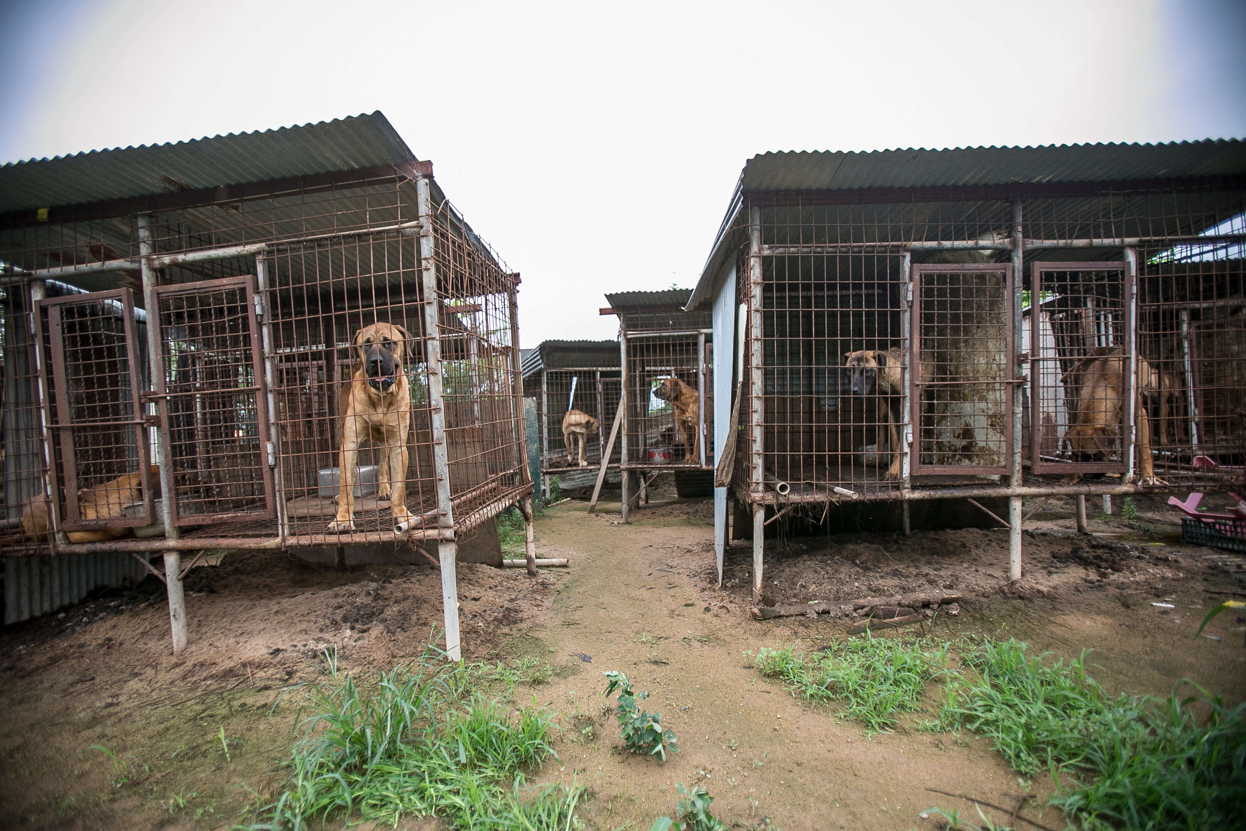 Dog meat farm in South Korea