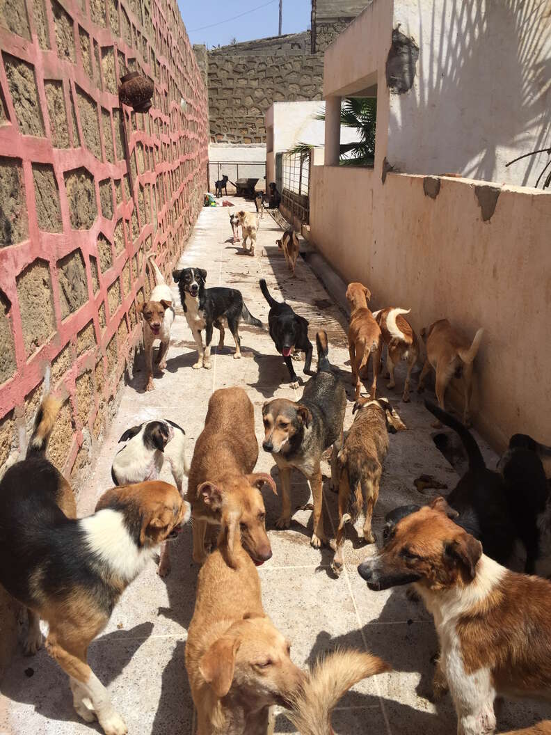 Street dogs in Rabat, Morocco