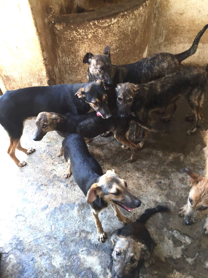 Street dogs of Morocco