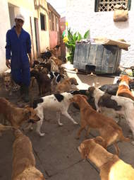 Street dogs in Morocco