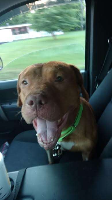 Rescue dog in car