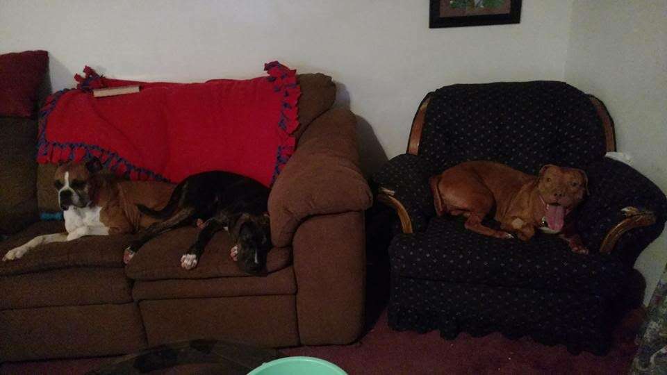 Rescue dogs on couches