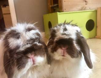 paralyzed woman adopts bunnies