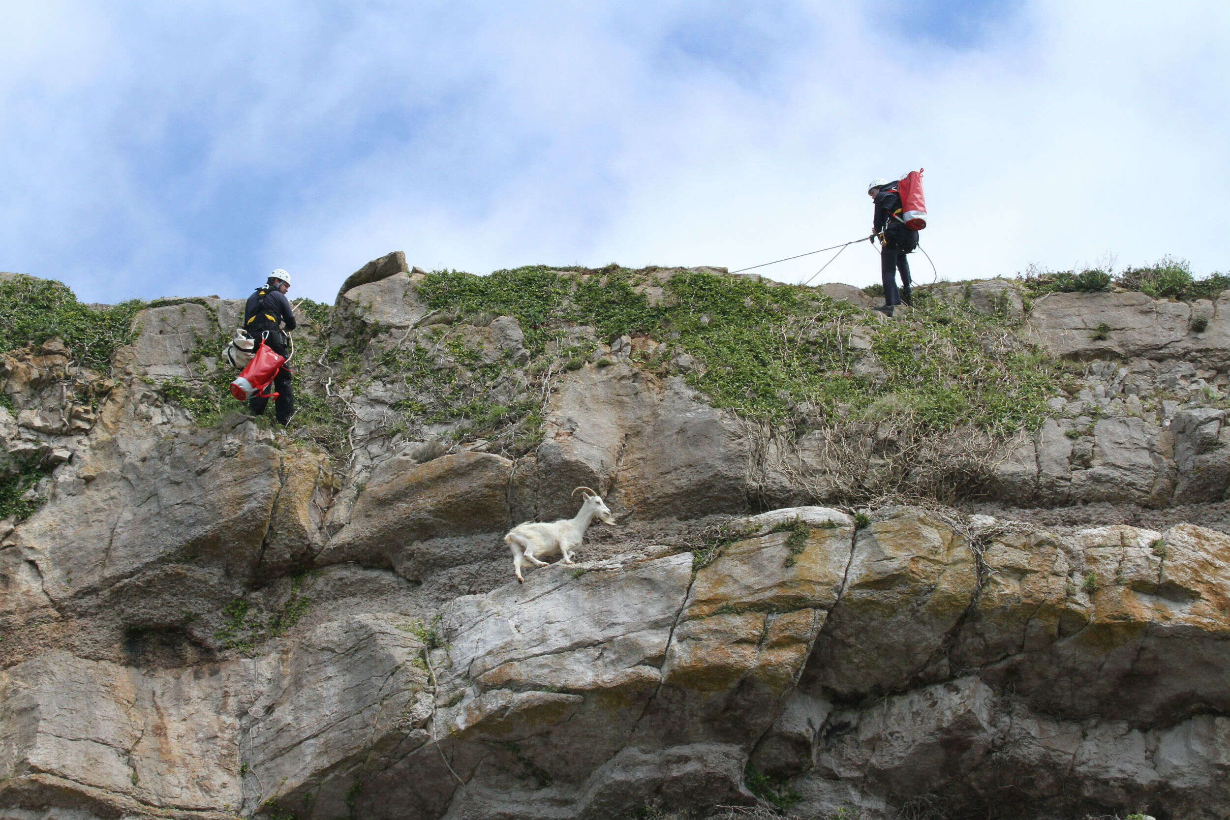 goat rescue