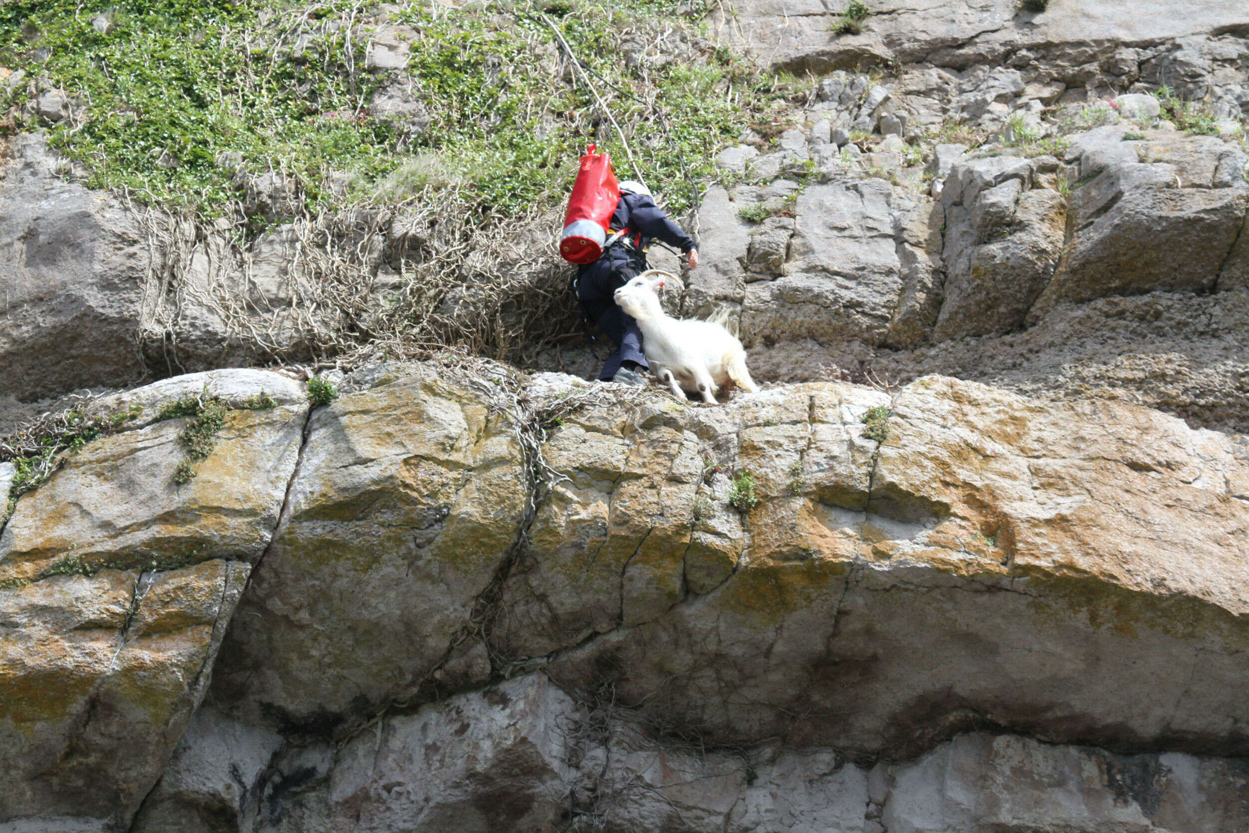 goat rescue