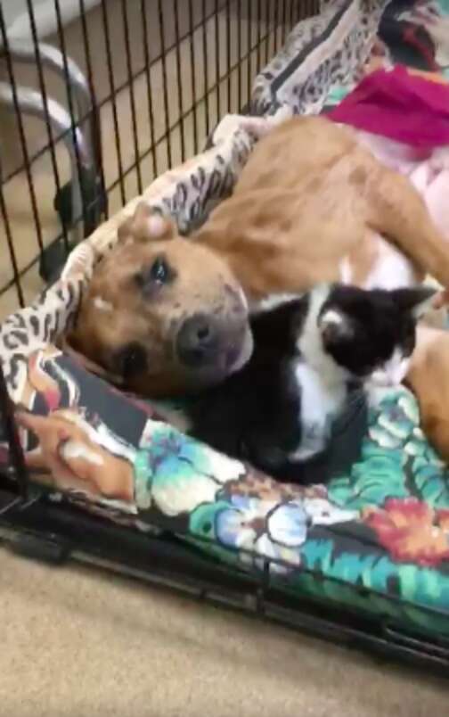 Dog And Kitten Comfort Each Other At Vet Office - The Dodo