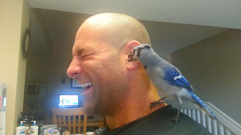 Family Rescues A Baby Blue Jay, board game, Rescued baby blue jay loves  to roll the dice when his family plays board games 💙, By Little But  Fierce by The Dodo