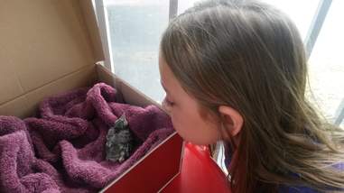 blue jay rescue